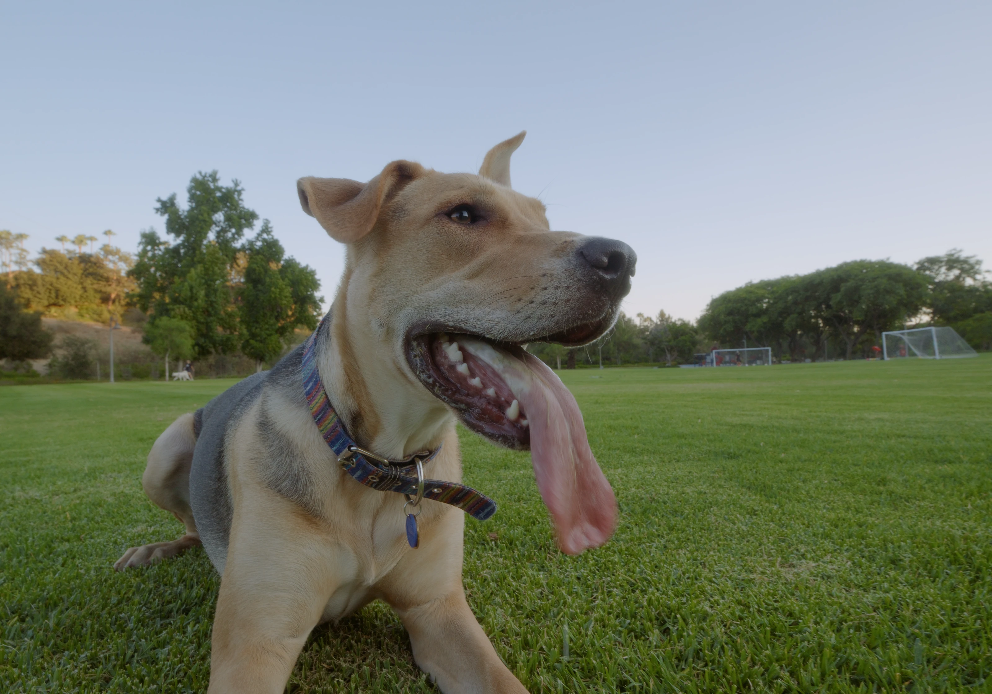 A dog sitting in a sunlit grass field.